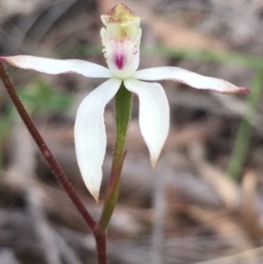 Caladenia moschata (Musky Caps) at Point 5829 - 17 Oct 2016 by Nige