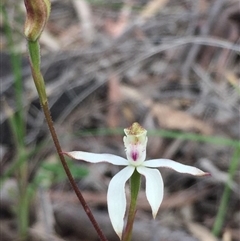 Caladenia moschata at Point 5829 - suppressed