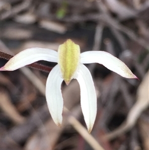 Caladenia moschata at Point 5829 - suppressed