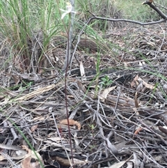 Caladenia moschata at Point 5829 - suppressed