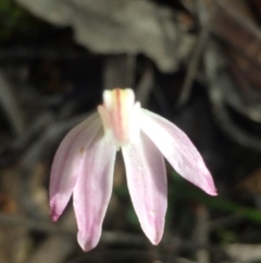 Caladenia carnea at Point 5829 - suppressed