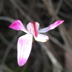 Caladenia fuscata (Dusky Fingers) at Bruce, ACT - 17 Oct 2016 by Nige