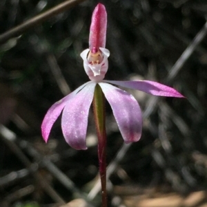 Caladenia fuscata at Point 5829 - suppressed