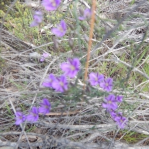 Thysanotus patersonii at Acton, ACT - 17 Oct 2016