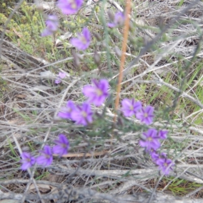 Thysanotus patersonii (Twining Fringe Lily) at Acton, ACT - 17 Oct 2016 by MichaelMulvaney