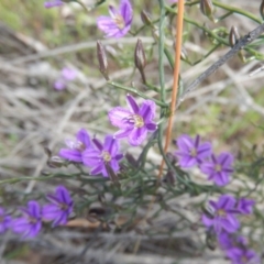 Thysanotus patersonii at Acton, ACT - 17 Oct 2016