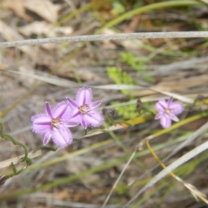 Thysanotus patersonii at O'Connor, ACT - 17 Oct 2016 02:31 PM