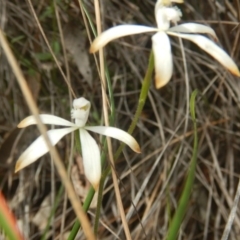 Caladenia ustulata (Brown Caps) at Point 82 - 17 Oct 2016 by MichaelMulvaney