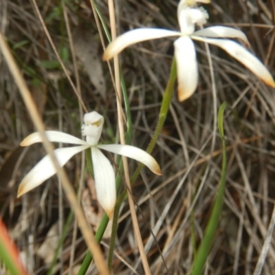 Caladenia ustulata (Brown Caps) at Point 82 - 17 Oct 2016 by MichaelMulvaney