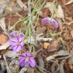 Thysanotus patersonii (Twining Fringe Lily) at Point 82 - 17 Oct 2016 by MichaelMulvaney