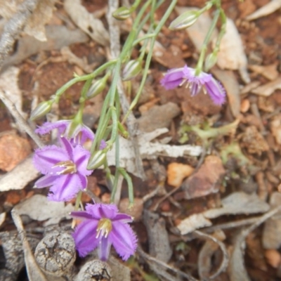 Thysanotus patersonii (Twining Fringe Lily) at Point 82 - 17 Oct 2016 by MichaelMulvaney