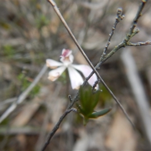 Caladenia fuscata at Undefined Area - suppressed