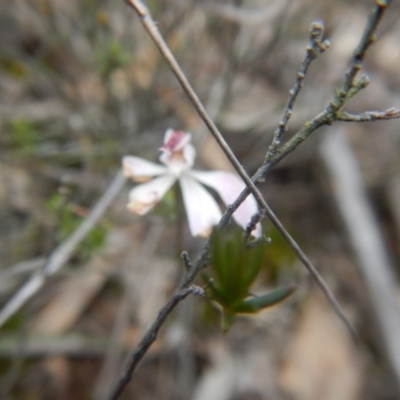 Caladenia fuscata (Dusky Fingers) at Point 82 - 17 Oct 2016 by MichaelMulvaney