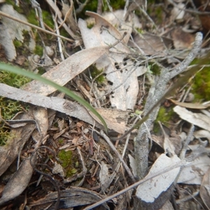 Caladenia fuscata at Undefined Area - suppressed