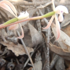 Caladenia ustulata (Brown Caps) at Point 82 - 17 Oct 2016 by MichaelMulvaney