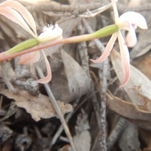 Caladenia ustulata at Point 82 - suppressed