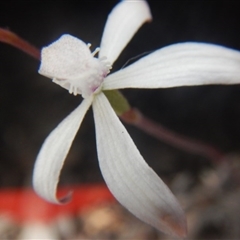 Caladenia ustulata at Point 82 - suppressed