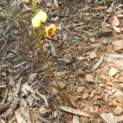 Diuris nigromontana (Black Mountain Leopard Orchid) at Point 78 - 17 Oct 2016 by MichaelMulvaney