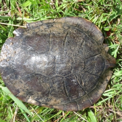 Chelodina longicollis (Eastern Long-necked Turtle) at Mulligans Flat - 12 Oct 2016 by Holly7