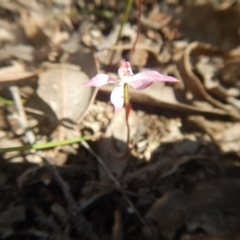 Caladenia fuscata (Dusky Fingers) at Point 82 - 17 Oct 2016 by MichaelMulvaney