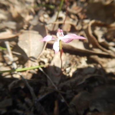 Caladenia fuscata (Dusky Fingers) at Point 82 - 17 Oct 2016 by MichaelMulvaney