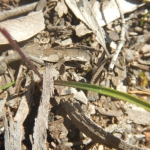 Caladenia fuscata at Point 82 - suppressed