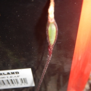 Caladenia fuscata at Point 82 - suppressed