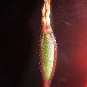 Caladenia fuscata at Point 82 - suppressed