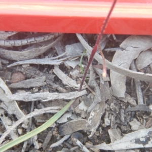 Caladenia fuscata at Point 82 - suppressed