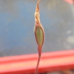 Caladenia fuscata at Point 82 - suppressed