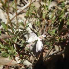 Caladenia fuscata (Dusky Fingers) at Point 78 - 17 Oct 2016 by MichaelMulvaney