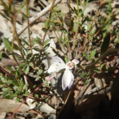 Caladenia fuscata (Dusky Fingers) at Point 78 - 17 Oct 2016 by MichaelMulvaney