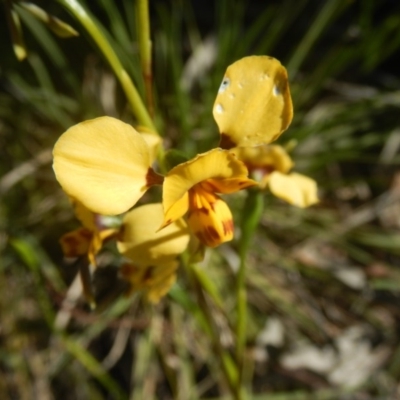 Diuris nigromontana (Black Mountain Leopard Orchid) at O'Connor, ACT - 17 Oct 2016 by MichaelMulvaney