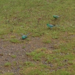 Psephotus haematonotus (Red-rumped Parrot) at Forde, ACT - 17 Oct 2016 by lhowell