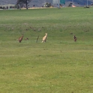 Macropus giganteus at Gungahlin, ACT - 17 Oct 2016