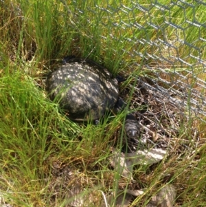 Chelodina longicollis at Gungahlin, ACT - 17 Oct 2016