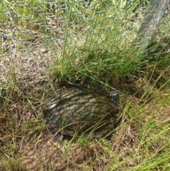 Chelodina longicollis (Eastern Long-necked Turtle) at Mulligans Flat - 17 Oct 2016 by lhowell