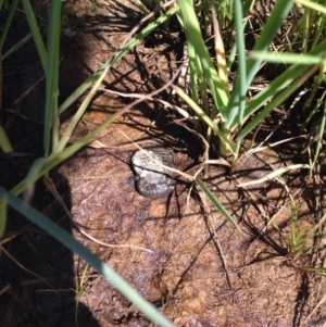 Chelodina longicollis at Gungahlin, ACT - 17 Oct 2016 01:43 PM