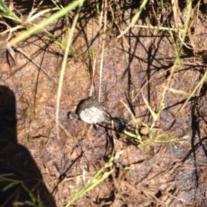 Chelodina longicollis at Gungahlin, ACT - 17 Oct 2016 01:43 PM