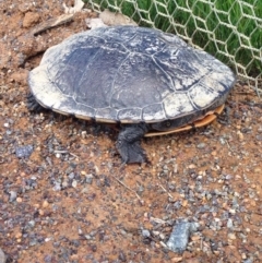 Chelodina longicollis (Eastern Long-necked Turtle) at Gungahlin, ACT - 17 Oct 2016 by lhowell