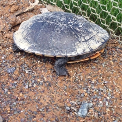 Chelodina longicollis (Eastern Long-necked Turtle) at Gungahlin, ACT - 17 Oct 2016 by lhowell