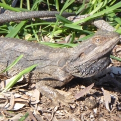 Pogona barbata (Eastern Bearded Dragon) at Ainslie, ACT - 16 Oct 2016 by Fefifofum