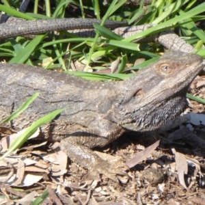 Pogona barbata at Ainslie, ACT - suppressed