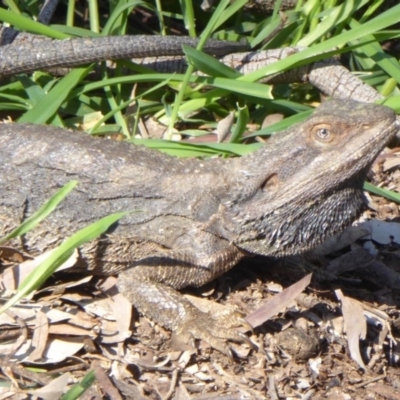 Pogona barbata (Eastern Bearded Dragon) at Mount Ainslie - 15 Oct 2016 by Fefifofum