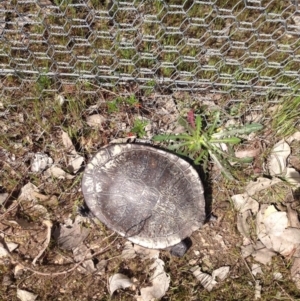 Chelodina longicollis at Gungahlin, ACT - 17 Oct 2016