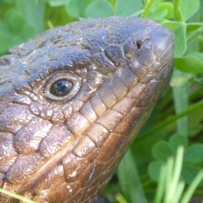 Tiliqua rugosa (Shingleback Lizard) at Mount Ainslie - 15 Oct 2016 by Fefifofum