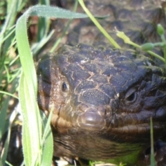 Tiliqua rugosa at Ainslie, ACT - 16 Oct 2016