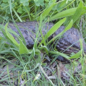 Tiliqua rugosa at Ainslie, ACT - 16 Oct 2016