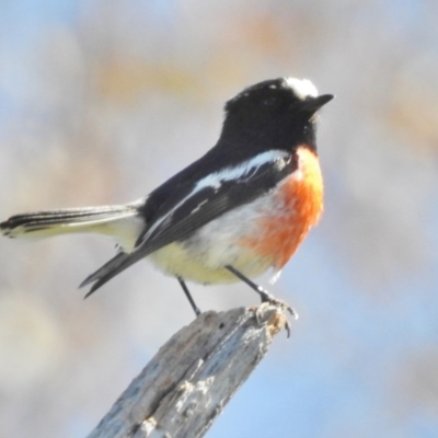 Petroica boodang (Scarlet Robin) at Stromlo, ACT - 14 Oct 2016 by JohnBundock