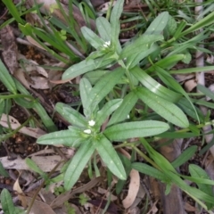 Buglossoides arvensis (Sheepweed) at Hackett, ACT - 16 Oct 2016 by waltraud